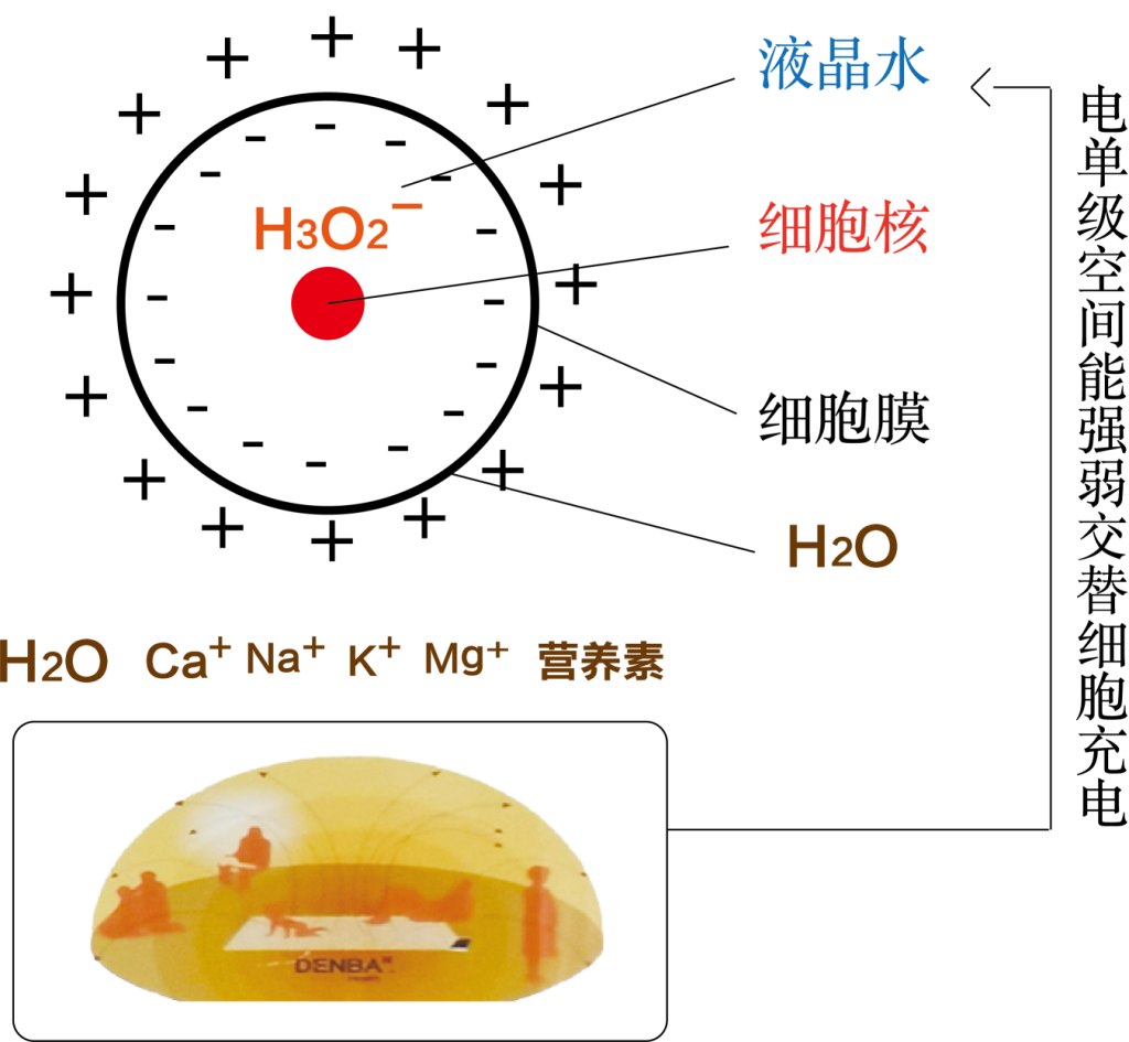 探索生命的源泉：负氢离子——活性离子水的健康奥秘